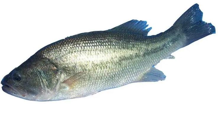 推薦蔬菜配送廠家哪家好