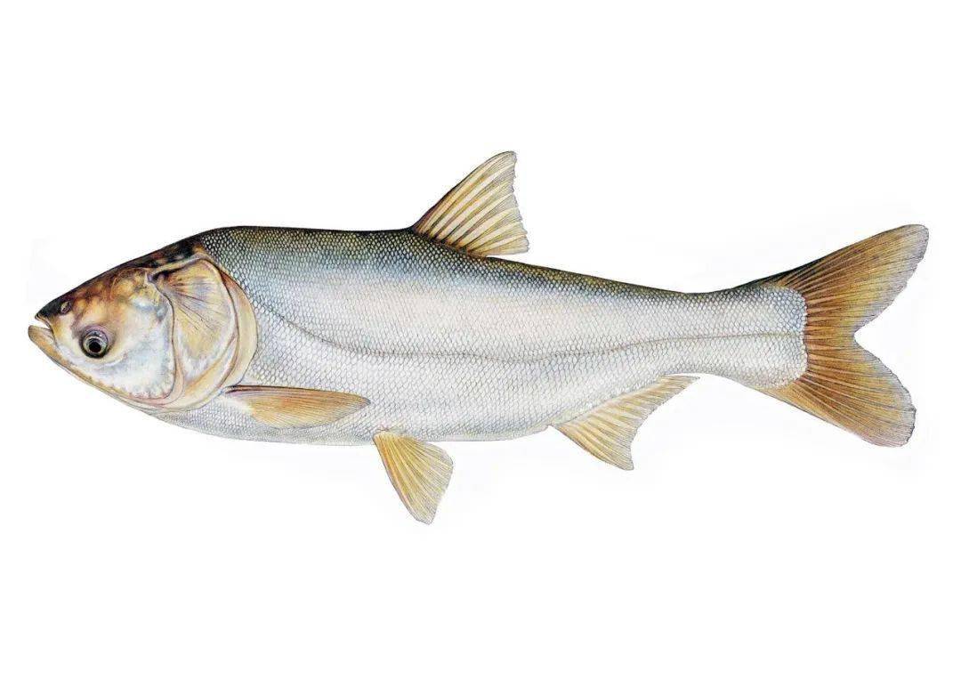 推薦蔬菜配送廠家怎么送貨